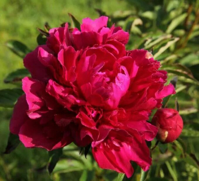 Пион тернер фото и описание Paul M. Wild - Herbaceous Peony/ Paeonia Peonies, Paeonia lactiflora, Peony mean