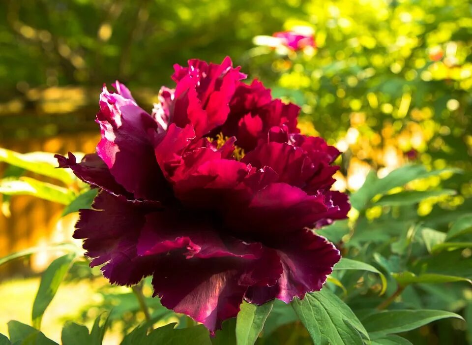 Пион тернер фото и описание Home - Hooks & Lattice Blog Planting peonies, Peonies garden, Day lilies