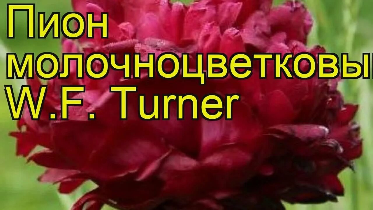 Пион тернер фото и описание Пион молочноцветковый Уильям Ф.Тернер. Краткий обзор, описание paeonia lactiflor