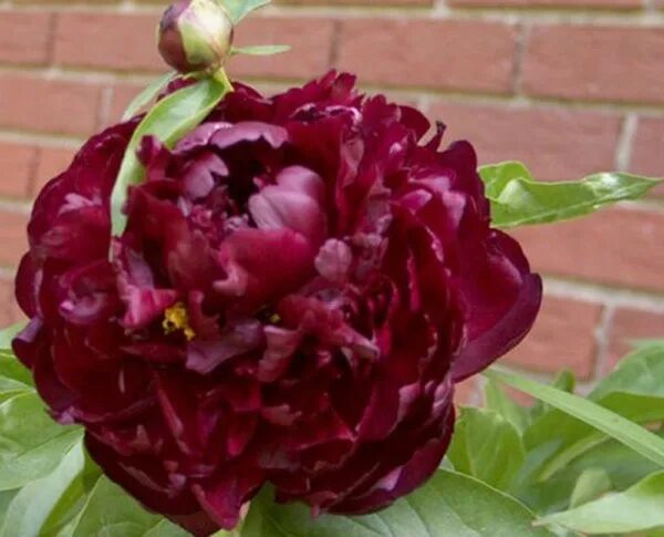 Пион тернер фото и описание Пион Алма Хансен - Paeonia Alma Hansen