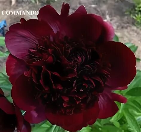 Пион тернер фото и описание "Black Velvet" - один из самых тёмных сортов холодного пурпурного цвета. Цветы, 