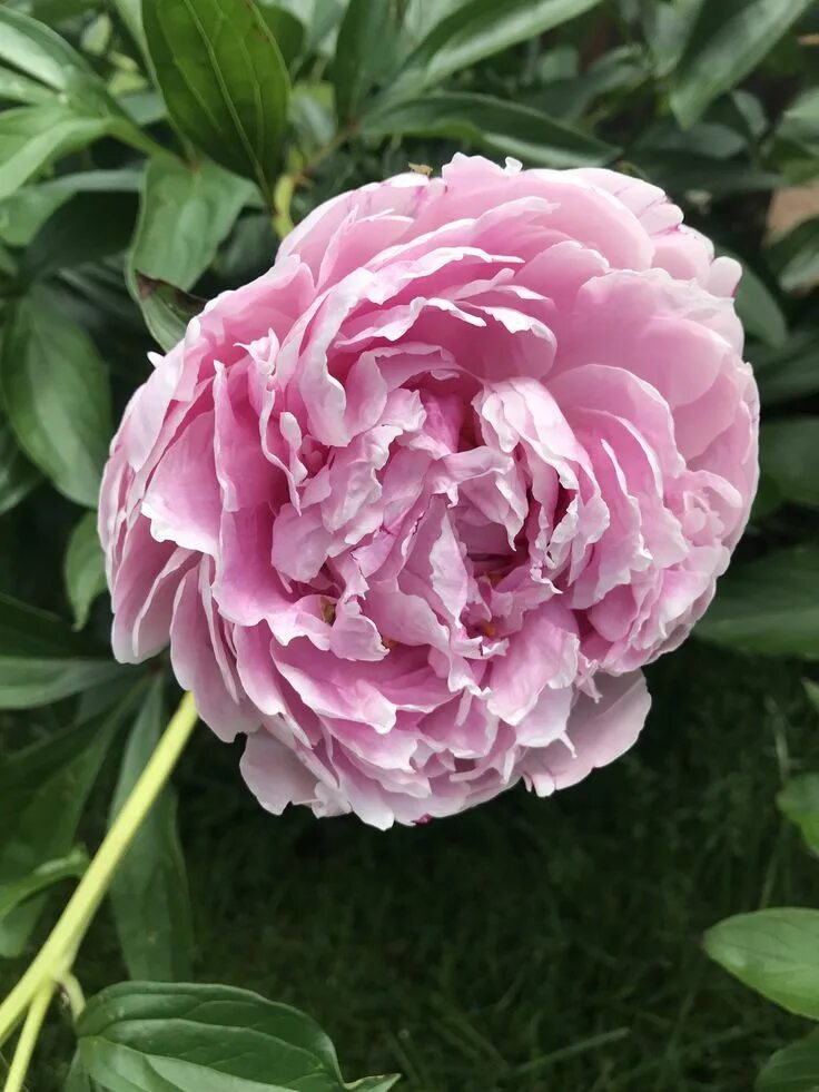 Пион тернер фото и описание 5/21/18 Peonies, Flowers, Rose
