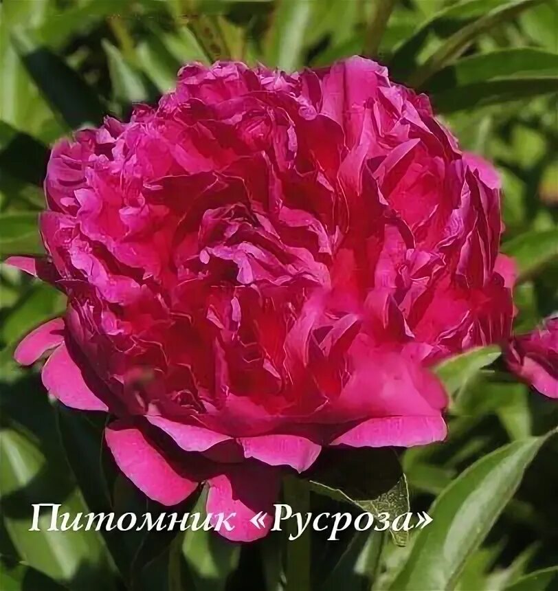 Пион тернер фото и описание РОР / САЖЕНЦЫ ПИТОМНИКА / ДЕКОРАТИВНЫЕ САЖЕНЦЫ / Пионы / Пион травянистый / Пион