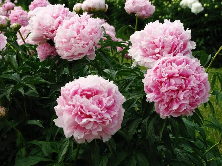 Пион the fawn фото Pin by pearl on Пионы in 2024 Peonies, Plants, Flowers