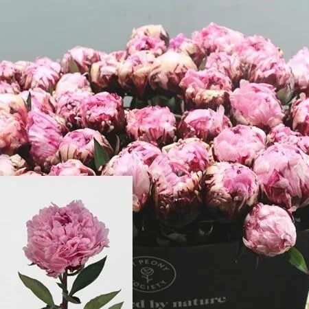 Пион the fawn фото Pink Peony The Fawn - Beautiful Cut Flower