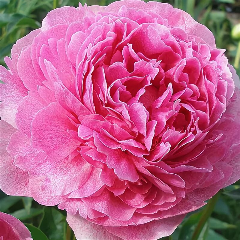 Пион the fawn фото и описание Paeonia 'The Fawn'- пион 'The Fawn', купить в питомнике, Времена года Лесколово
