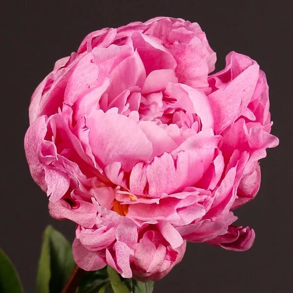 Пион the fawn фото и описание Paeonia The Fawn Пион Олененок
