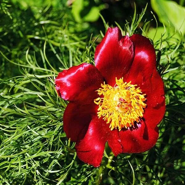 Пион тонколистный фото Пион Tenuifolia (Тенуфолия) купить выгодно ✵ Сады-Эдема.рф - интернет магазин ра