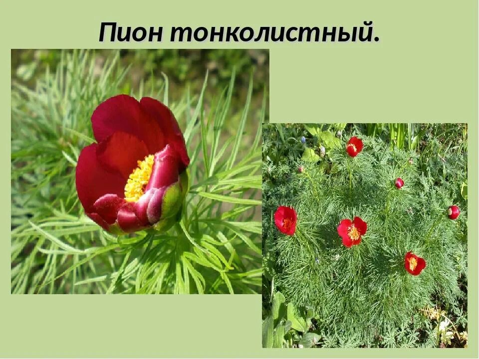 Пион тонколистный фото и описание Пион тонколистный проект