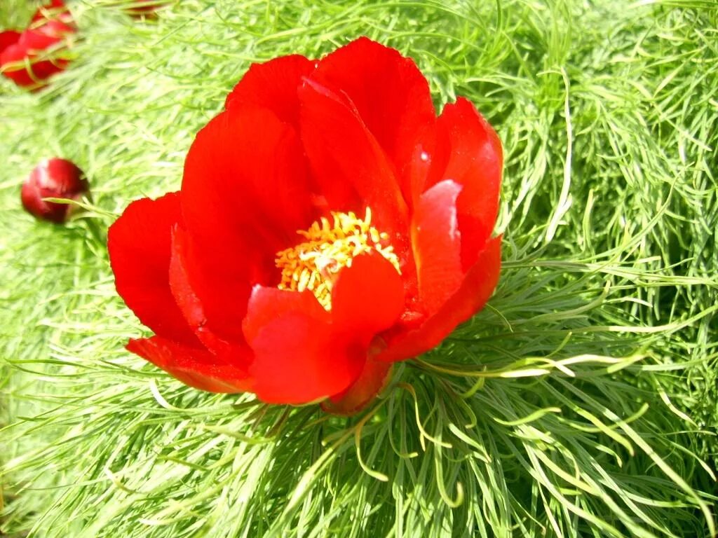Пион тонколистный фото красная книга Paeonia tenuifolia - Image of an specimen - Plantarium