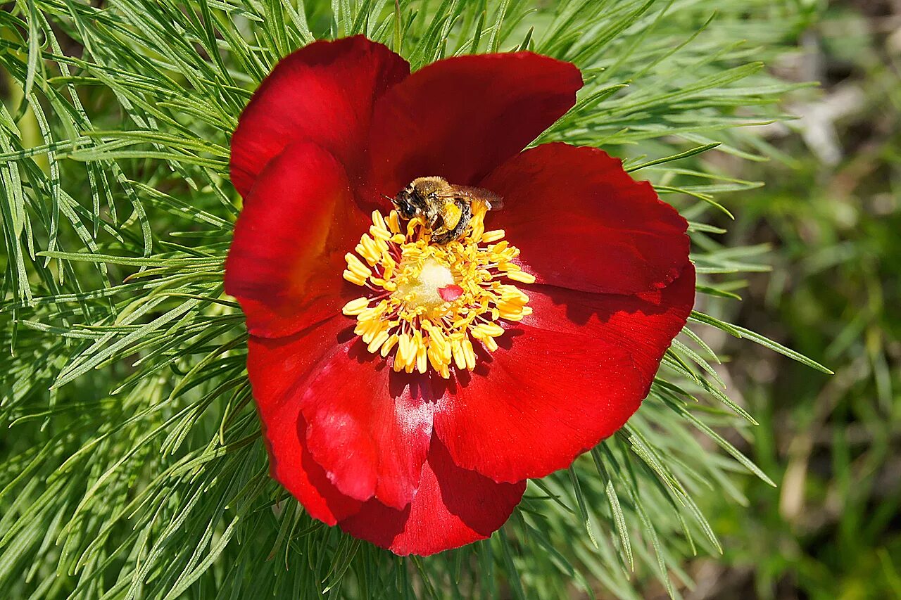 Пион тонколистный фото красная книга Paeonia tenuifolia. КФХ