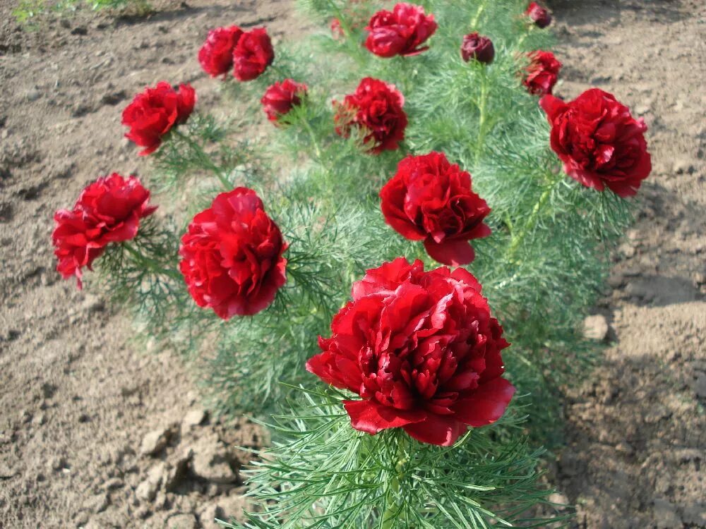 Пион тонколистный махровый фото Paeonia tenuifolia 'Rubra Plena' - Pfingstrosengärtnerei Schulze