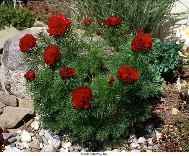 Пион тонколистный махровый фото Paeonia tenuifolia 'Rubra Flora Plena' - Fringed Peony