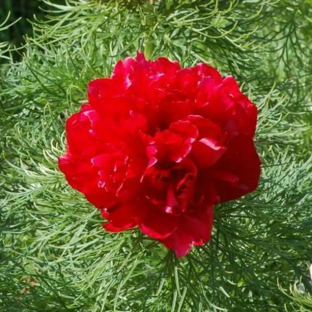 Пион тонколистный махровый фото и описание Пион тонколистный махровый (Paeonia tenuifolia L.