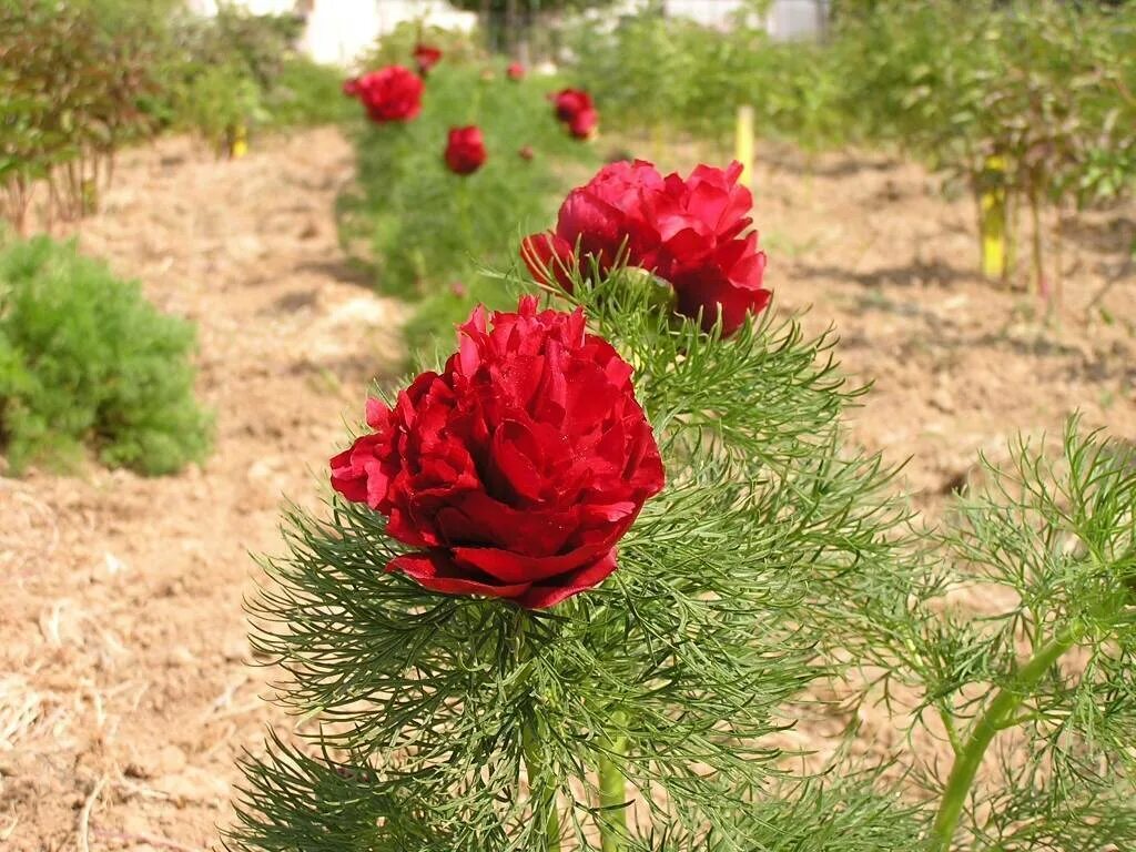 Пион тонколистный махровый фото и описание Пион тонколистный Рубра Плена (Rubra plena): фото, характеристики, посадка и ухо