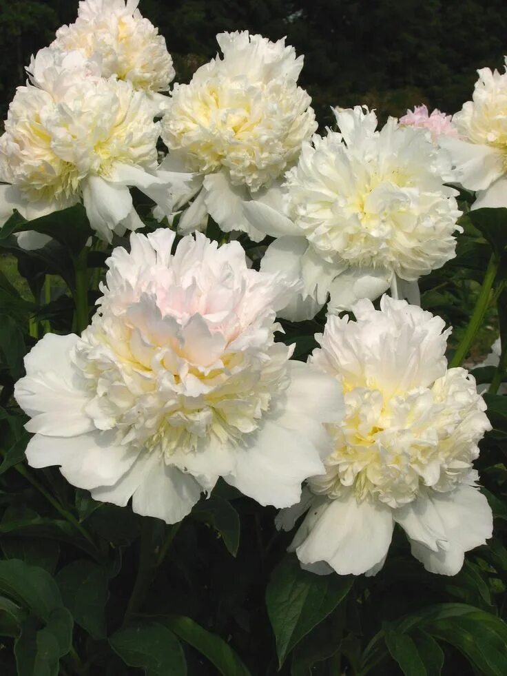 Пион топ брасс фото и описание Peony Top Brass (Bareroots Plant) 3-4 Eyes, Perennial Shrub.10 bareroot Peonies,