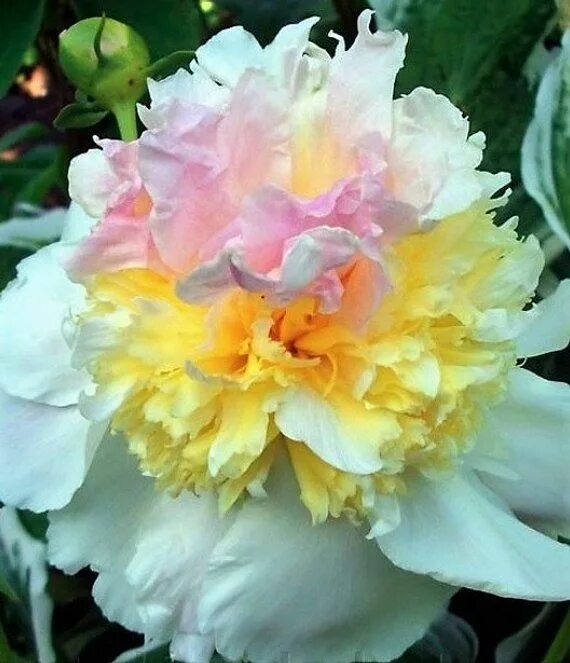Пион топ брасс фото и описание Fragrant Peony Top Brass 2-3 Eyes Etsy Fragrant flowers, Large flowers, Flower m