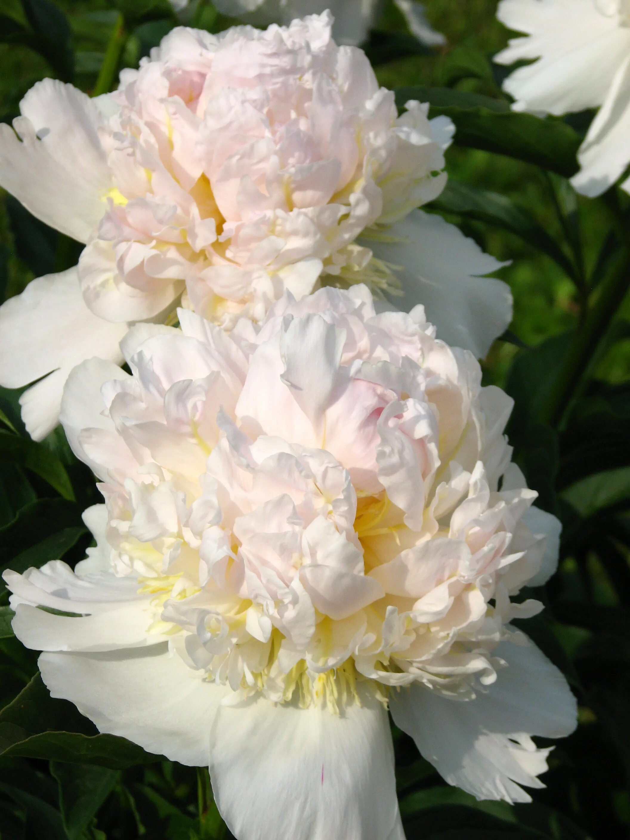 Пион топ брасс фото и описание отзывы File:Paeonia 'Top Brass' 01.JPG - Wikimedia Commons