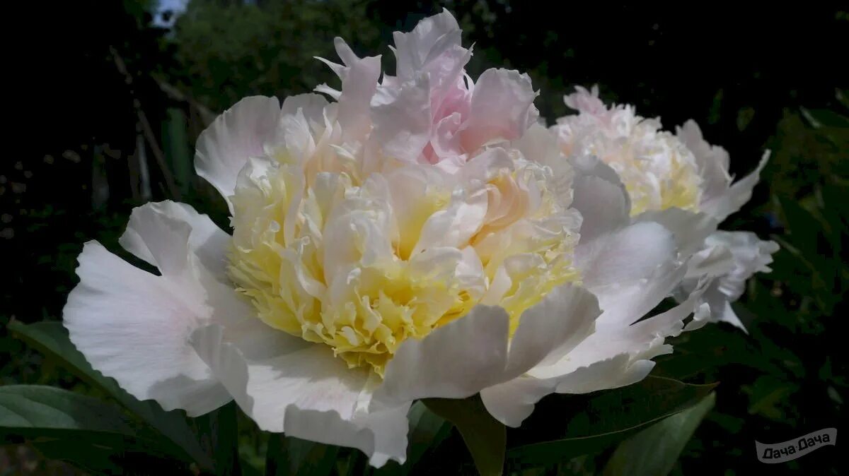 Пион топ брасс фото и описание отзывы Пион Топ Брасс (Paeonia Top Brass) - описание сорта, фото, саженцы, посадка, осо