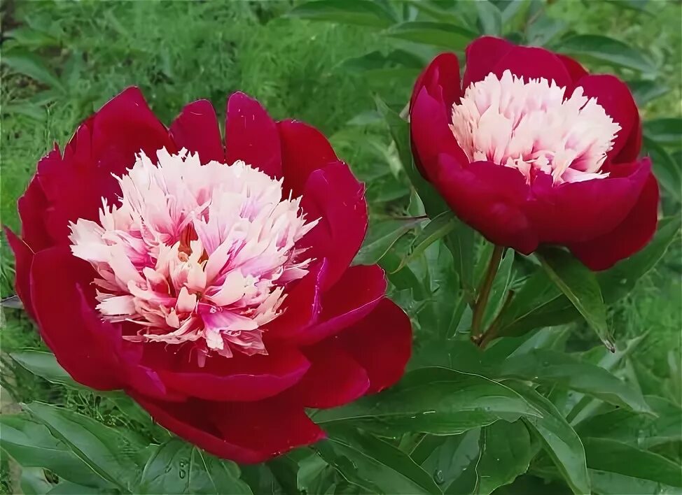 Пион травянистый фото и описание Пион травянистый Вайт Кэп Flowers, Rose, Plants