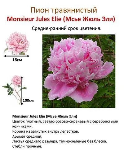 Пион травянистый фото и описание Описание травянистого пиона Месье Жюль Эли. Особенности посадки и ухода за цветк