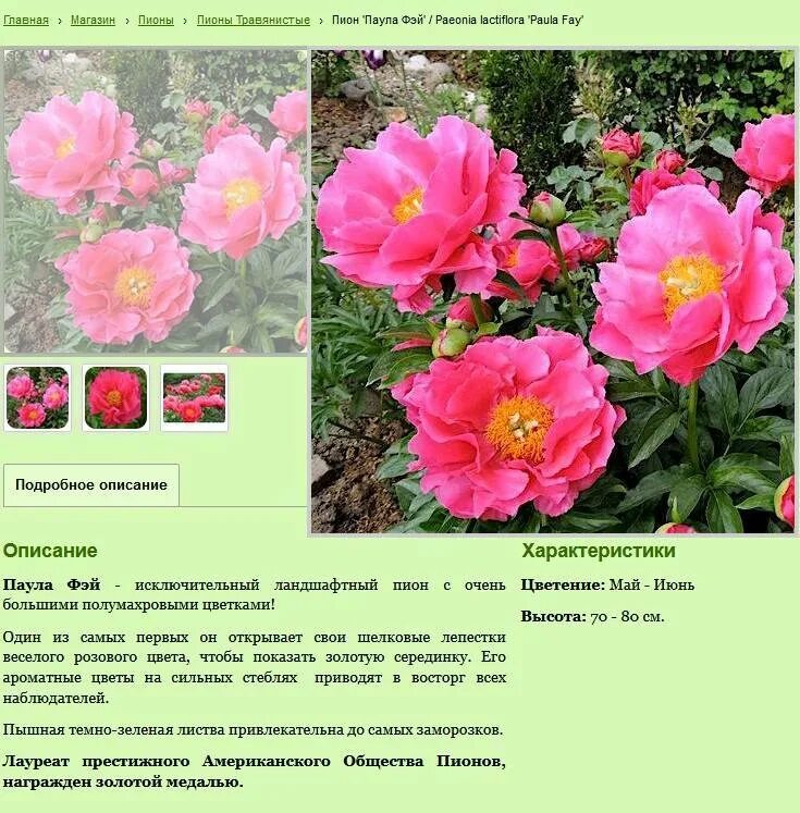 Пион травянистый фото и описание Описание травянистого пиона Канзас: уход и посадка молочноцветкового сорта