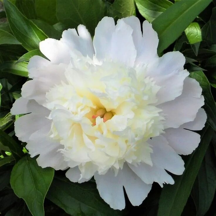 Пион уайт фото Peony 'Charlie's White' Easy to grow bulbs, Peonies, Growing peonies
