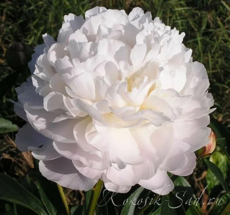 Пион уайт фото и описание Paeonia 'White Frost' Peonies, Frost, Plants