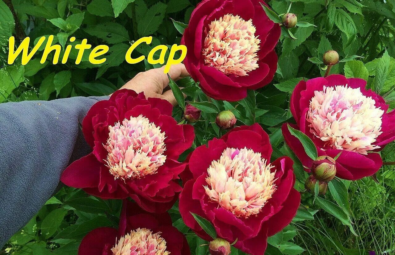 Пион уайт кэп фото Пион white cap - MosRosa.ru