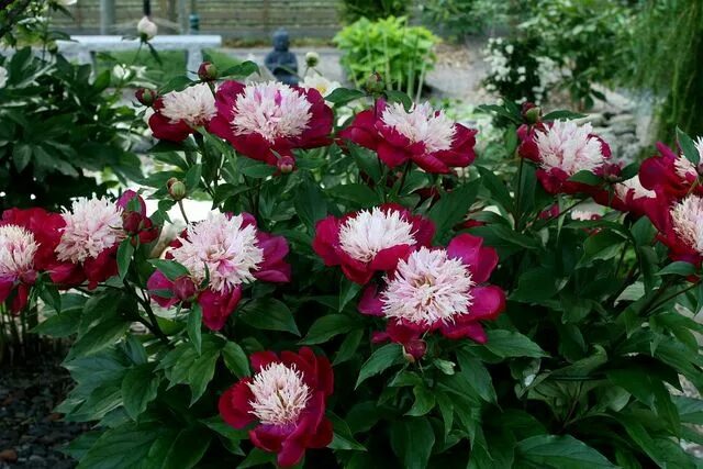 Пион уайт кэп фото Peony "White Cap" Peonies, Garden photos, White caps