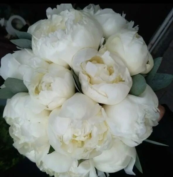 Пион уайт сара бернар фото White sarah bernhardt пион - MosRosa.ru