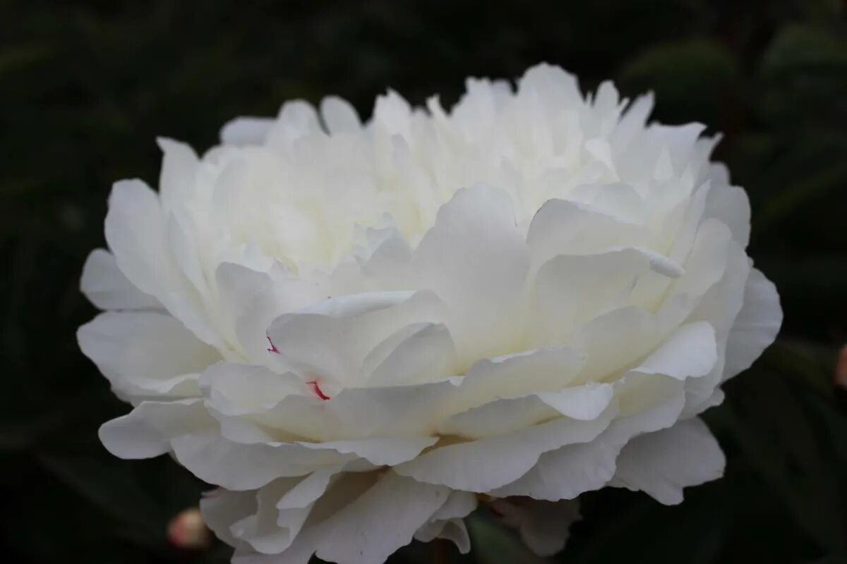 Пион уайт сара бернар фото Paeonia White Sarah Bernhardt Verschoor Horticulture