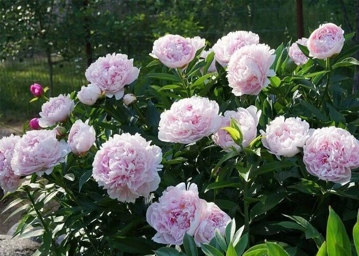 Пион уайт сара бернар фото и описание Пион Сара Бернар (Sarah Bernhardt) - купить на Камчатке
