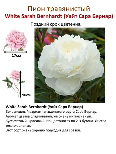 Пион уайт сара бернар фото и описание Index of /collect/pion/wait/img