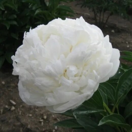 Пион уайт сара бернар фото и описание Пион Уайт Сара Бернар (уценка) (White Sarah Bernhardt): купить саженцы в Москве 