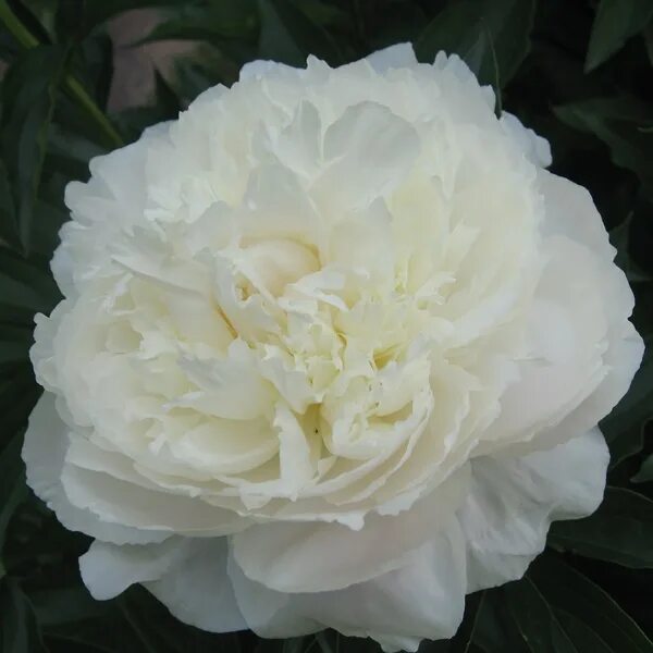 Пион уайт сара бернар фото и описание Пион Уайт Сара Бернар (Paeonia White Sarah Bernhardt)