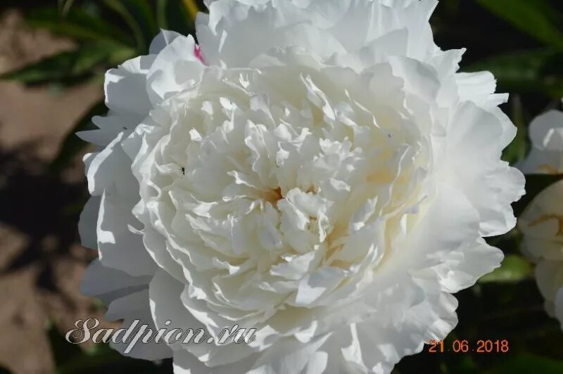 Пион уайт сара бернар фото и описание Уайт Сара Бернар/White Sarah Bernhardt