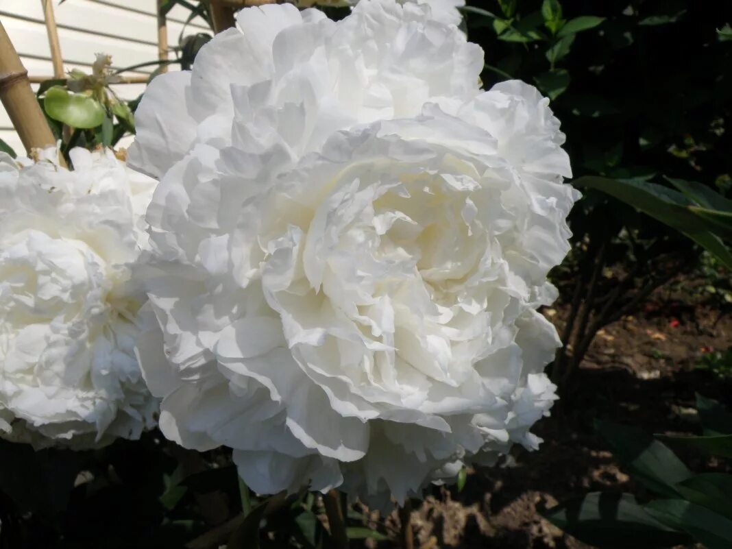 Пион уайт сара бернар фото и описание БРОНЬ 1ЯЩИК! White Sarah Bernhardt