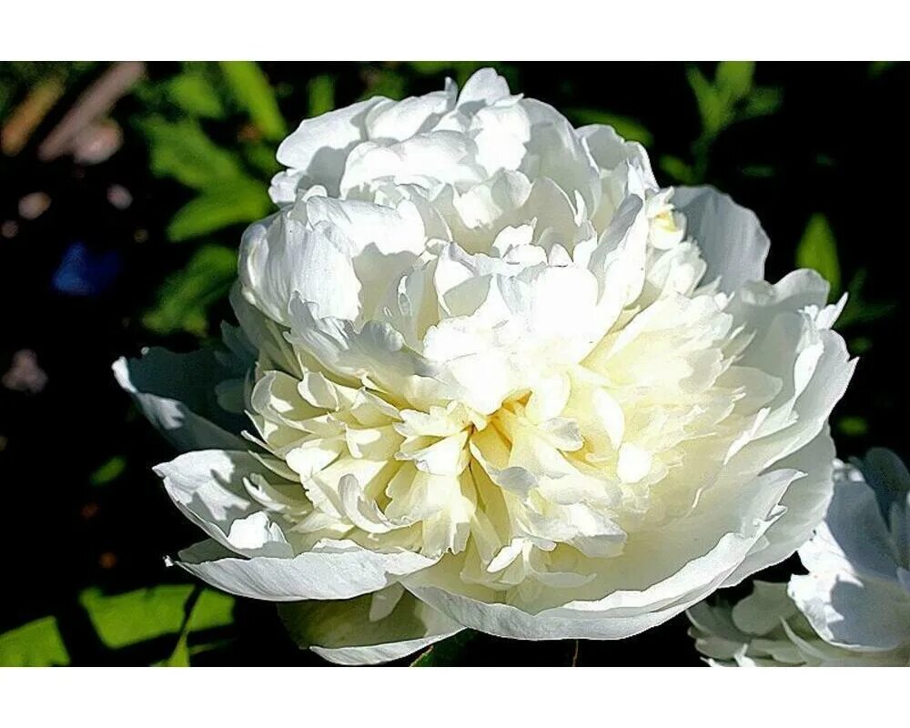 Пион уайт сара бернар фото и описание Пион 'White Sarah Bernhardt' по цене от 950 купить почтовой доставкой саженцы из