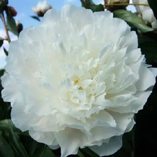 Пион уайт сара бернар фото и описание Пион Уайт Сара Бернар (White Sarah Bernhardt): купить саженцы в Москве с доставк