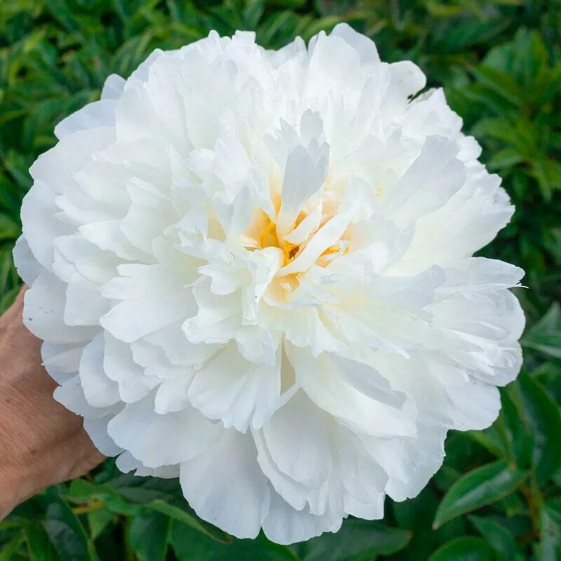 Пион уайт сара бернар фото и описание Paeonia Lactiflora (D) White Sarah Bernhardt Passiflora.ru - Сервис коллективных