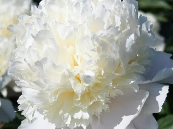 Пион уайт сара бернар фото и описание Пион молочноцветковый Paeonia Lactiflora "White Towers" : С5/7.5 Сибирские газон