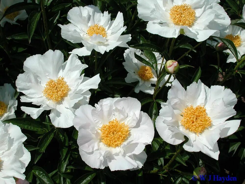 Пион уайт вингз фото Paeonia 'Krinkled White'