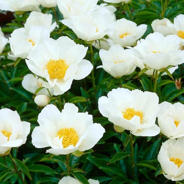 Пион уайт вингз фото Kiinanpioni Krinkled White - Viherpeukalot Flower photos, Flowers, Large flowers