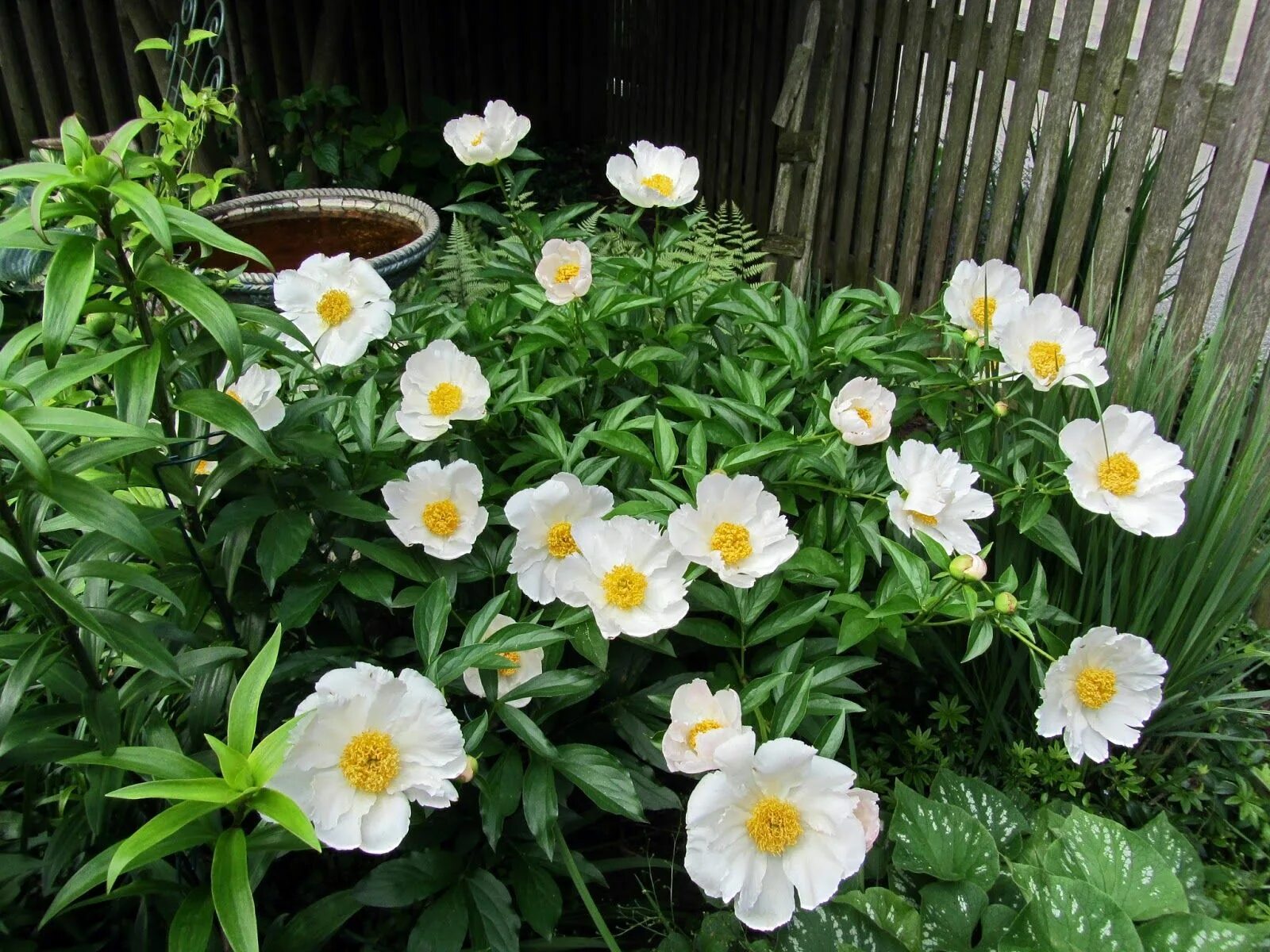 Пион уайт вингз фото white wings peony - Sök på Google Garden, Perennials, White peonies