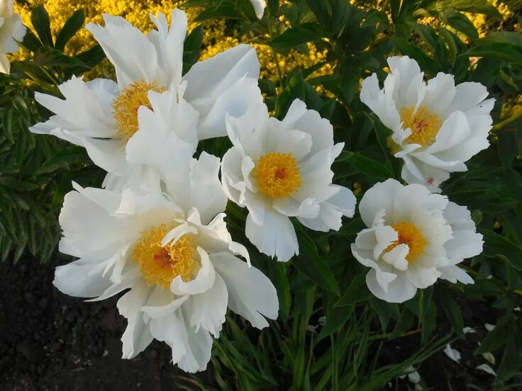 Пион уайт вингз фото White-Wings Peony 흰 꽃, 꽃, 모란