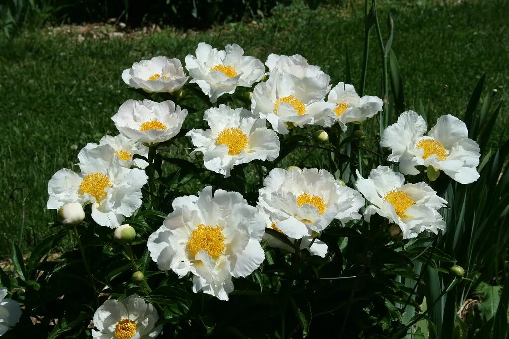 Пион уайт вингз фото Krinkled White. Пион