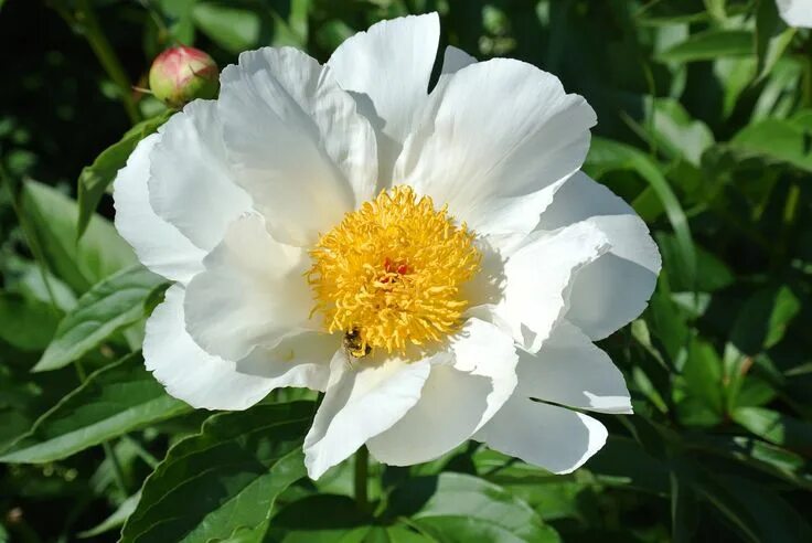 Пион уайт вингз фото Paeonia lactiflora 'White Wings' Paeonia lactiflora, White wings, Peonies