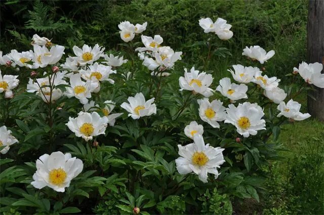 Пион уайт вингз фото Peonia lactiflora 'White Wings' Arcadia garden, White plants, Garden design