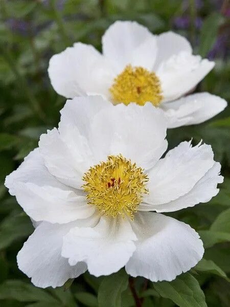 Пион уайт вингз фото Pivoine 'White Wings' - Paeonia lactiflora 'White Wings' - Le Jardin du Pic Vert
